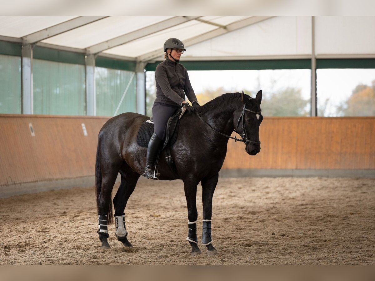 Deutsches Sportpferd Wallach 8 Jahre 178 cm Schwarzbrauner in Wulkow