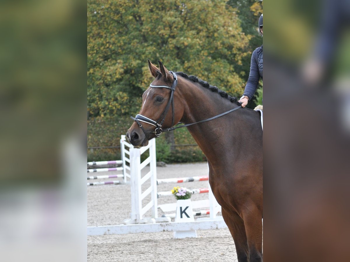 Deutsches Sportpferd Wallach 8 Jahre 183 cm Brauner in T&#xFC;bingen