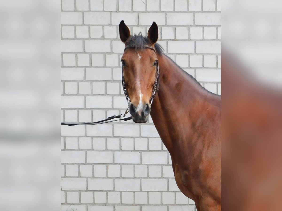 Deutsches Sportpferd Wallach 9 Jahre 160 cm Brauner in Neuholland