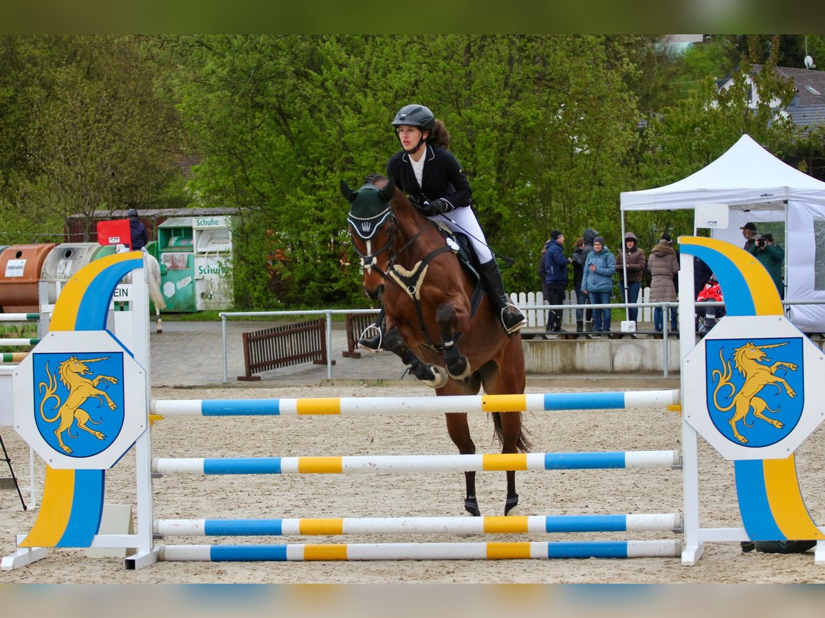 Deutsches Sportpferd Wallach 9 Jahre 163 cm Dunkelbrauner in Heroldsbach, Oesdorf Deutsches Sportpferd Wallach 9 Jahre 163 cm Dunkelbrauner in Heroldsbach, Oesdorf