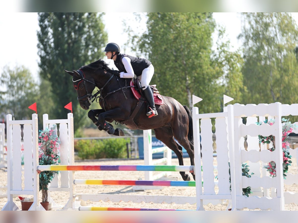 Deutsches Sportpferd Wallach 9 Jahre 164 cm Kann Schimmel werden in Uettingen