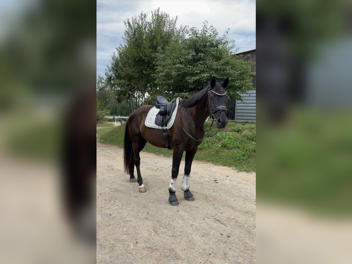 Deutsches Sportpferd Wallach 9 Jahre 164 cm Rappe in Reichenbach/Vogtland