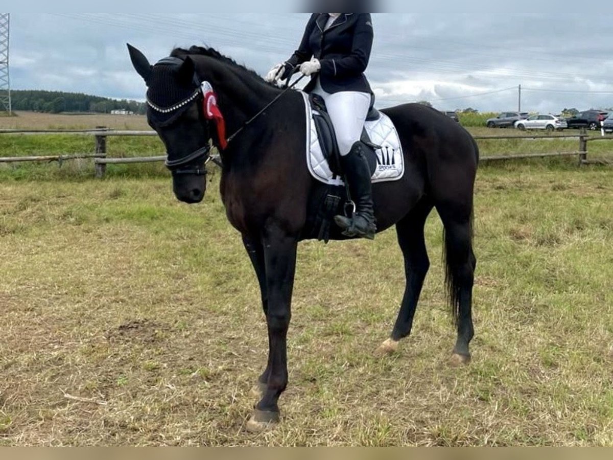 Deutsches Sportpferd Wallach 9 Jahre 164 cm Rappe in Reichenbach/Vogtland