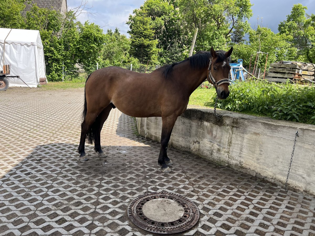 Deutsches Sportpferd Wallach 9 Jahre 165 cm Brauner in FrohburgElbisbach