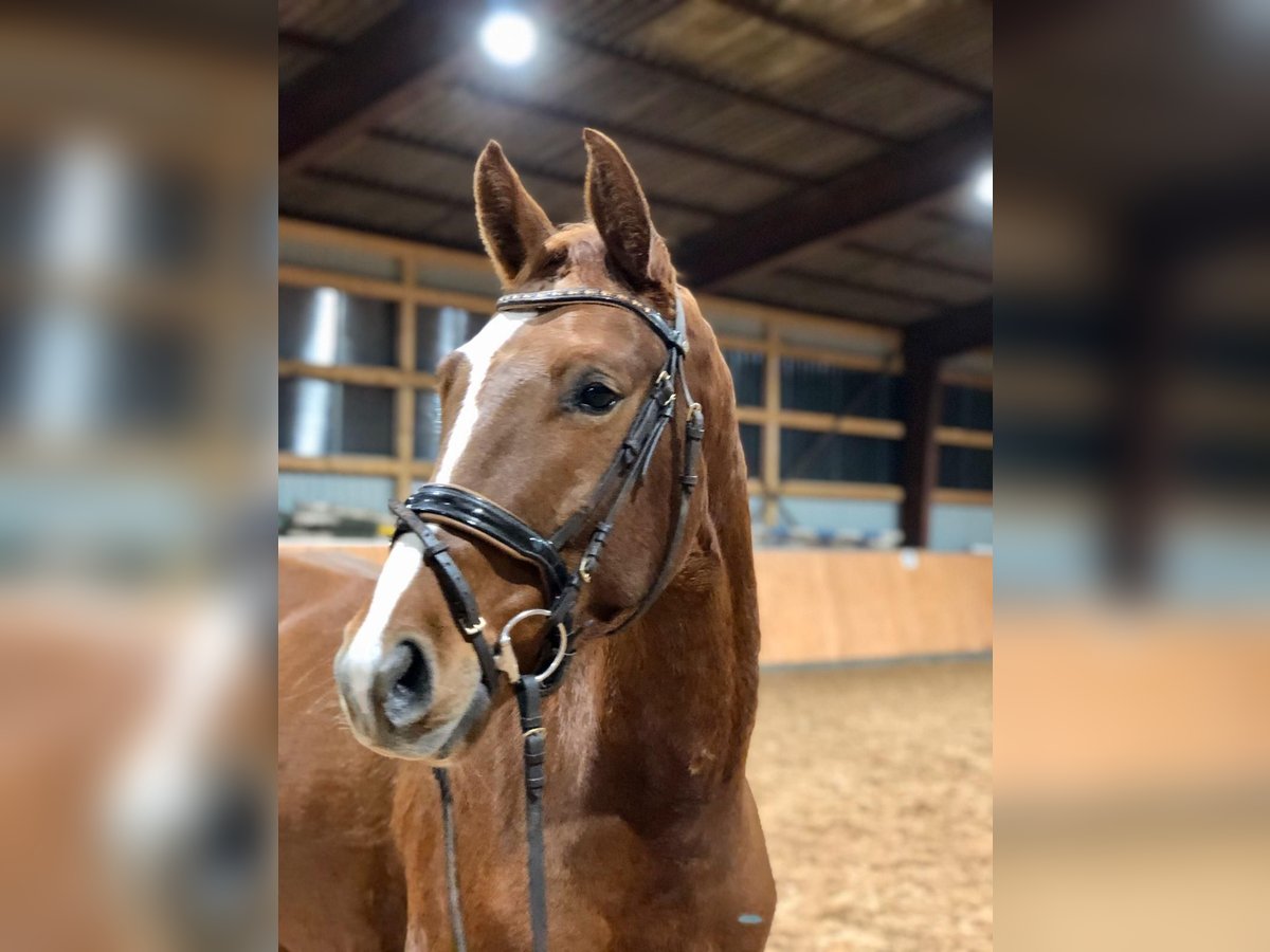 Deutsches Sportpferd Wallach 9 Jahre 165 cm Fuchs in Lichtenau