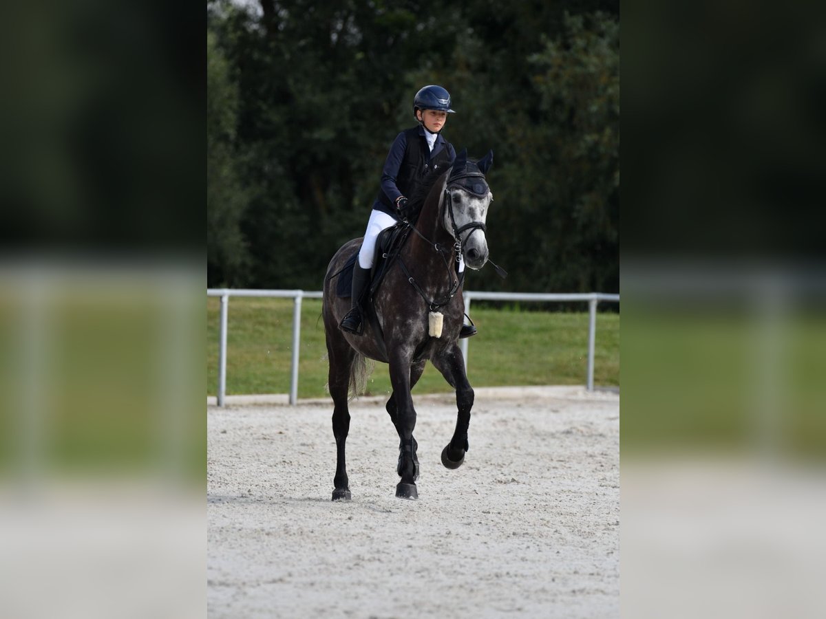 Deutsches Sportpferd Wallach 9 Jahre 165 cm Rappschimmel in Mainburg