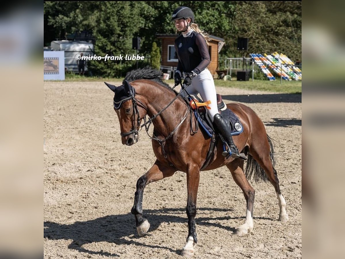 Deutsches Sportpferd Wallach 9 Jahre 168 cm Brauner in Ahornhof