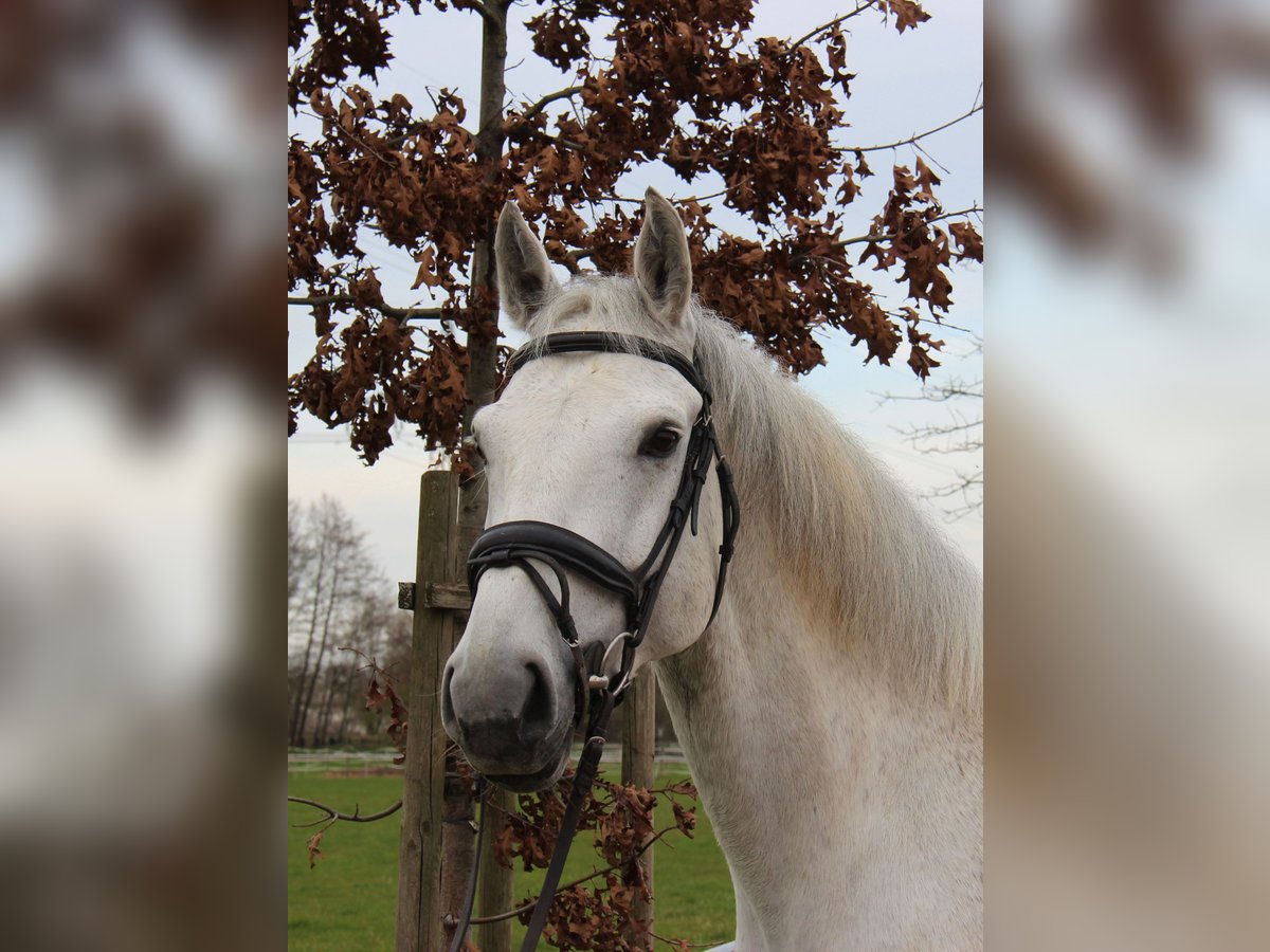 Deutsches Sportpferd Wallach 9 Jahre 169 cm Schimmel in Bühl