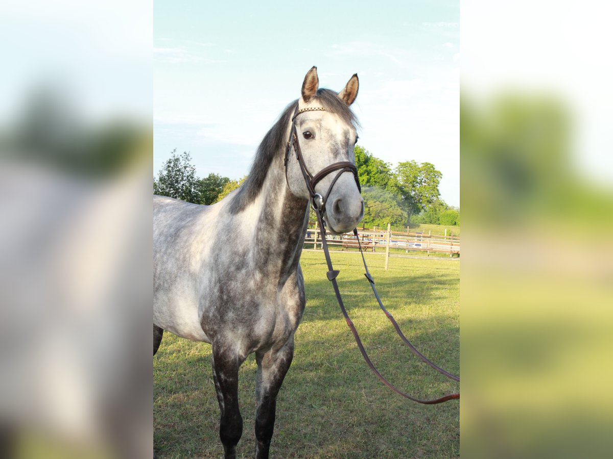 Deutsches Sportpferd Wallach 9 Jahre 170 cm Apfelschimmel in Viernheim