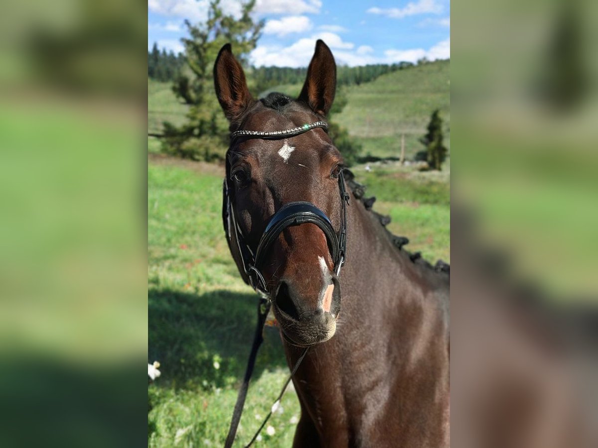 Deutsches Sportpferd Wallach 9 Jahre 170 cm Brauner in Fischbachau