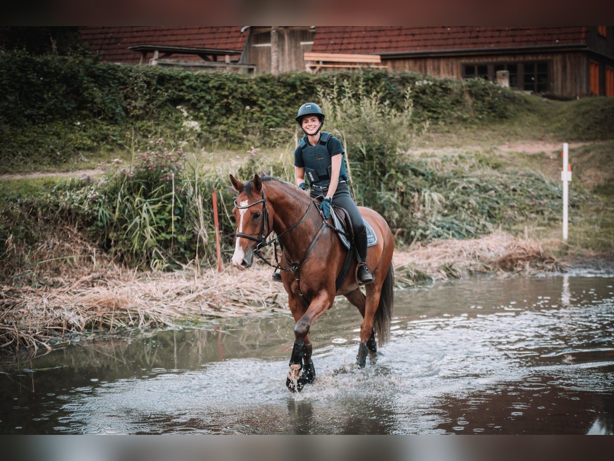 Deutsches Sportpferd Wallach 9 Jahre 170 cm Brauner in Dahme