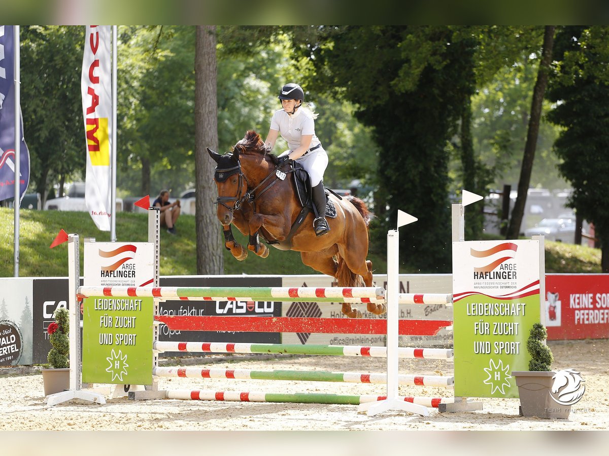 Deutsches Sportpferd Wallach 9 Jahre 170 cm Fuchs in Poxdorf
