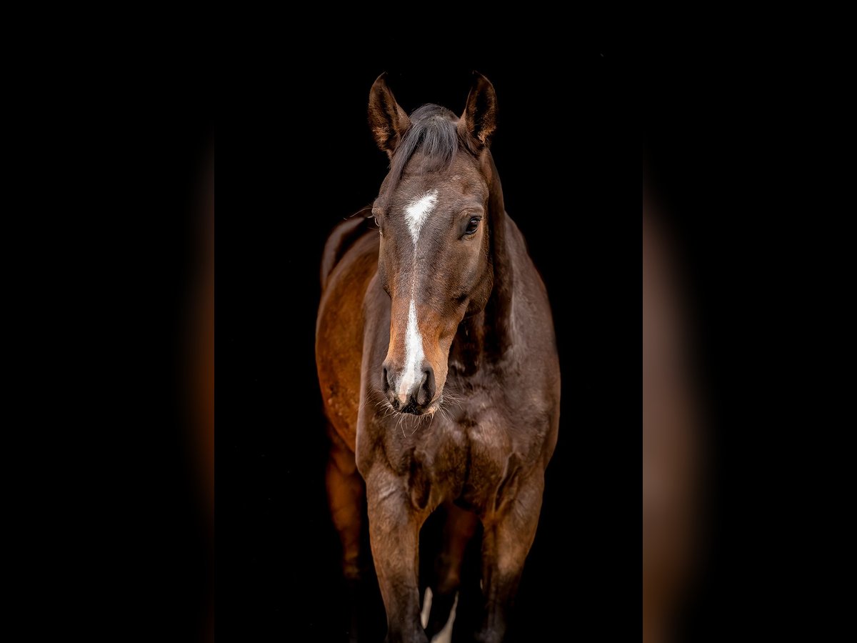 Deutsches Sportpferd Wallach 9 Jahre 173 cm Dunkelbrauner in Ballenstedt