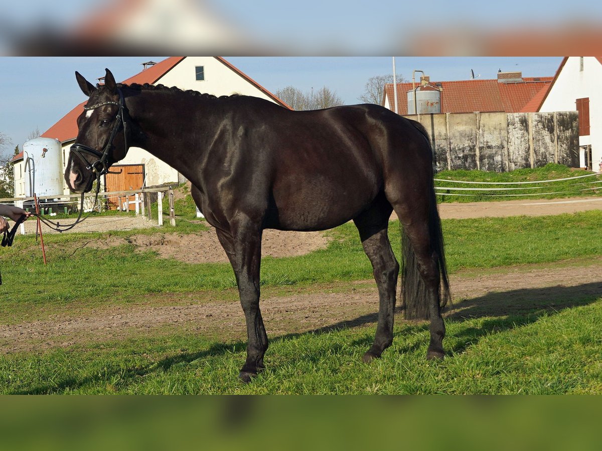 Deutsches Sportpferd Wallach 9 Jahre 173 cm Rappe in Trebbin