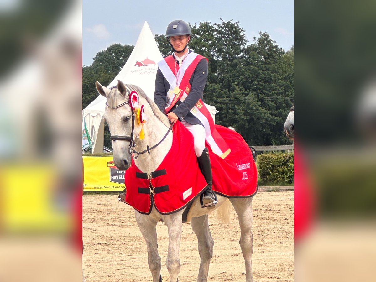 Deutsches Sportpferd Wallach 9 Jahre 173 cm Schimmel in Berlin