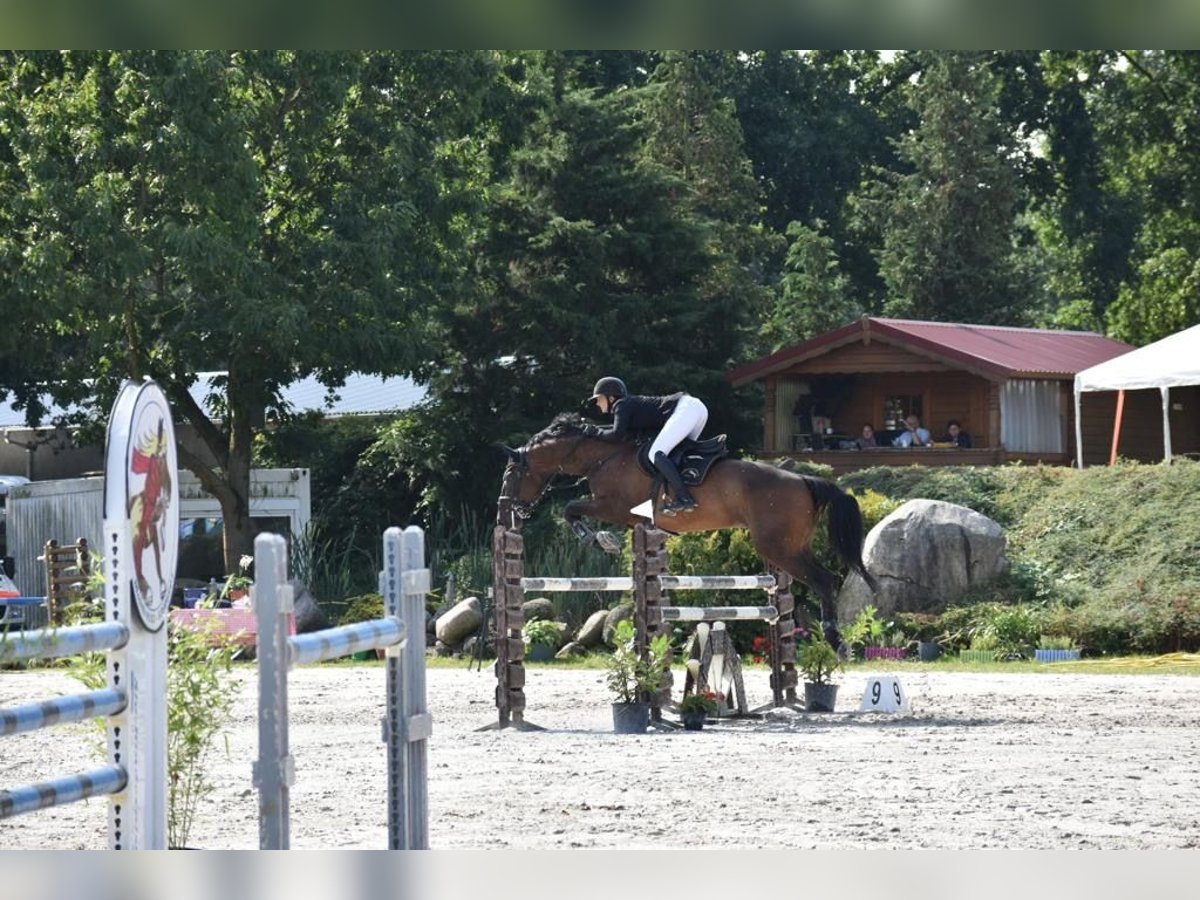 Deutsches Sportpferd Wallach 9 Jahre 174 cm Brauner in Aschersleben Klein Schierstedt