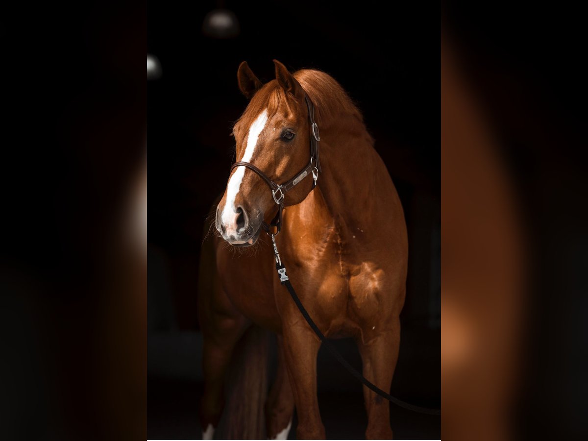 Deutsches Sportpferd Wallach 9 Jahre 174 cm Fuchs in Parsdorf