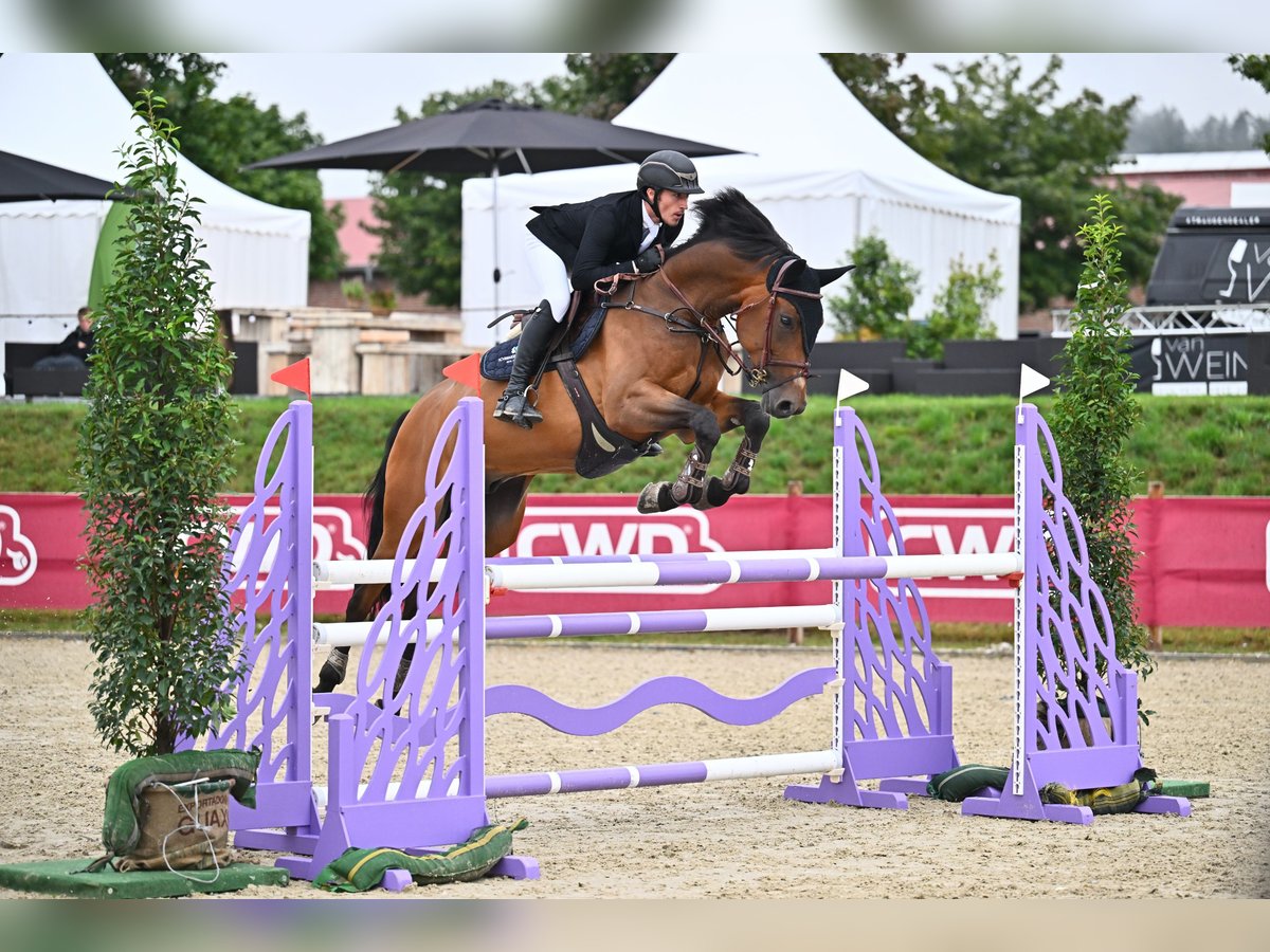 Deutsches Sportpferd Wallach 9 Jahre 175 cm Brauner in Petting