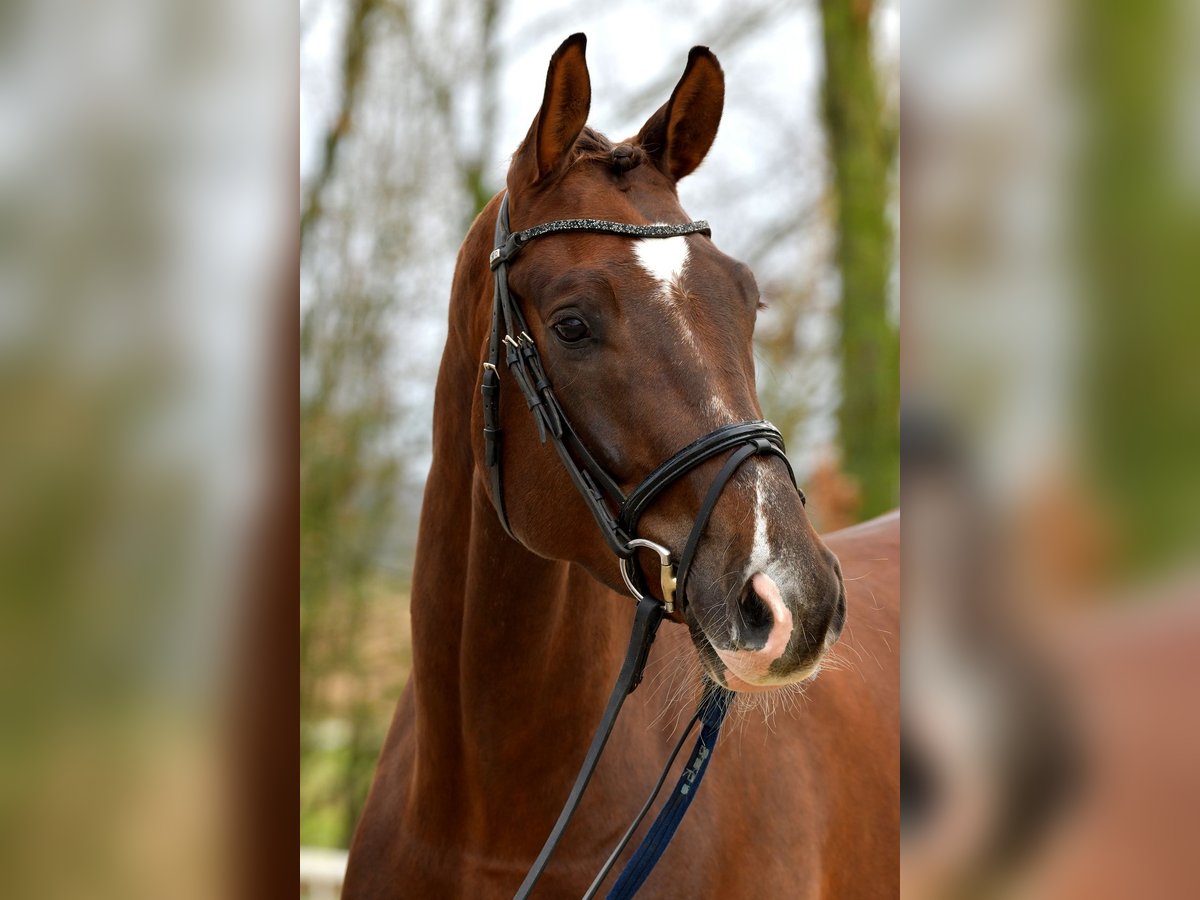Deutsches Sportpferd Wallach 9 Jahre 176 cm Dunkelfuchs in Hamminkeln Deutsches Sportpferd Wallach 9 Jahre 176 cm Dunkelfuchs in Hamminkeln