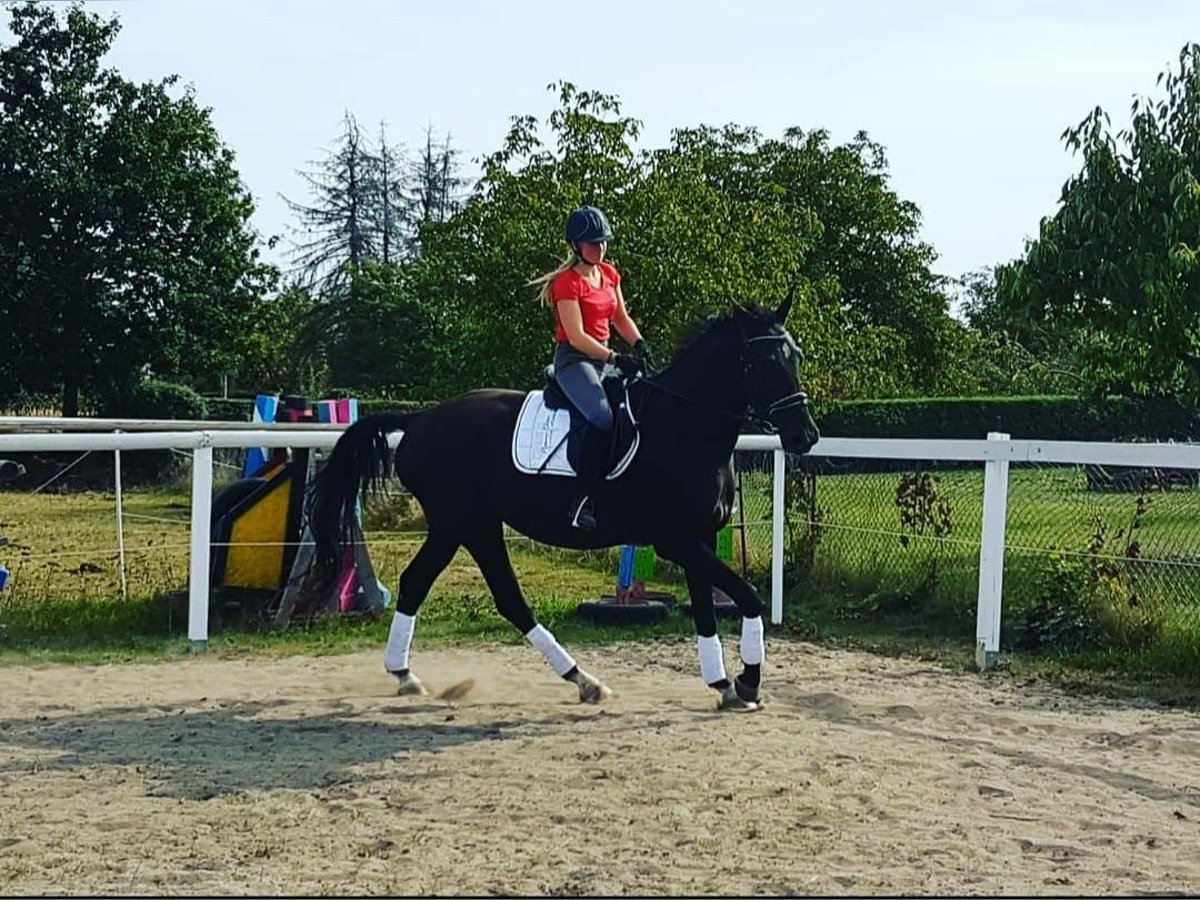 Deutsches Sportpferd Wallach 9 Jahre 177 cm Rappe in Oebisfelde