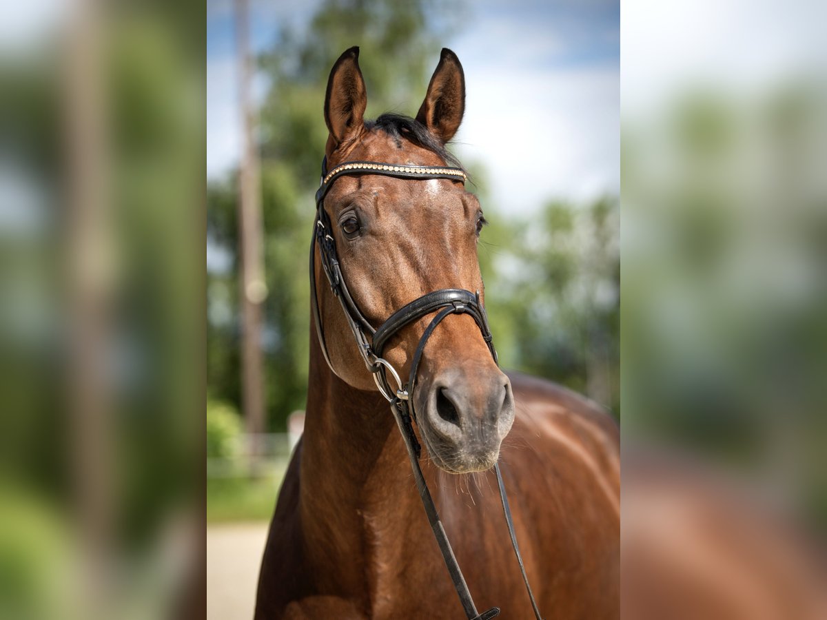 Deutsches Sportpferd Wallach 9 Jahre 178 cm Brauner in Butzbach