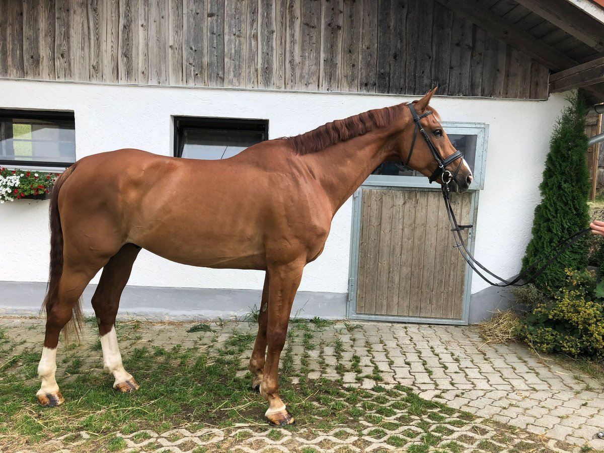 Deutsches Sportpferd Wallach 9 Jahre 178 cm Fuchs in Haarbach