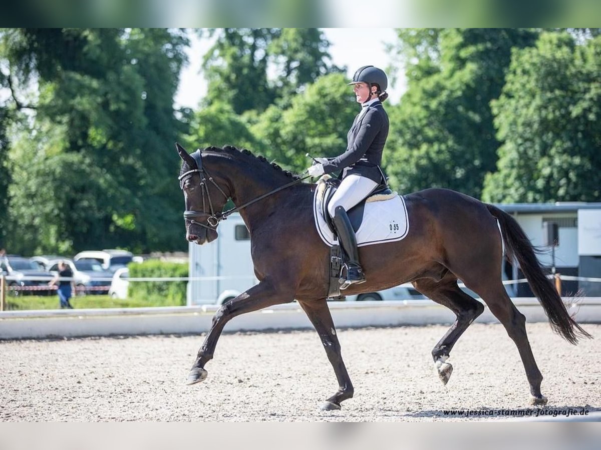 Deutsches Sportpferd Wallach 9 Jahre 178 cm Rappe in Karlsruhe