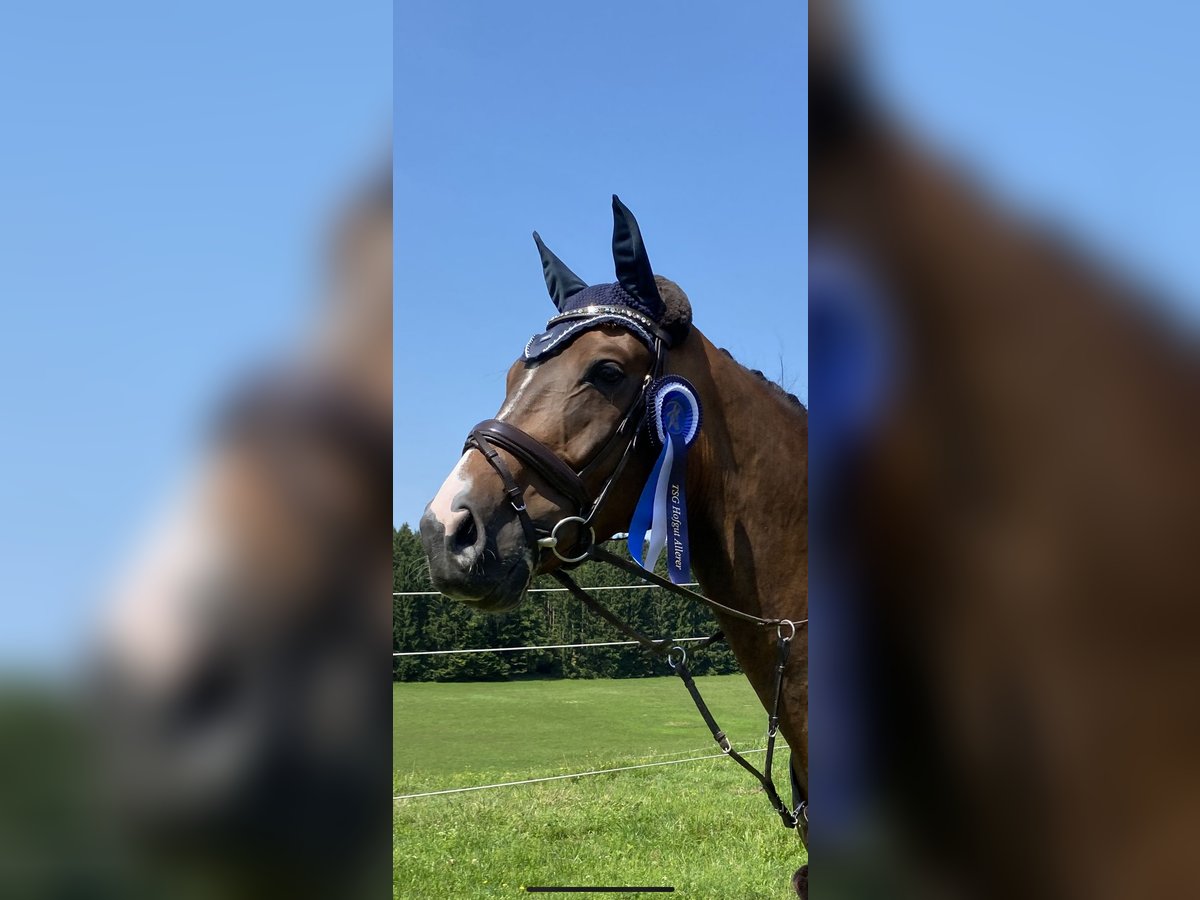 Deutsches Sportpferd Wallach 9 Jahre 180 cm Schwarzbrauner in Holzkirchen