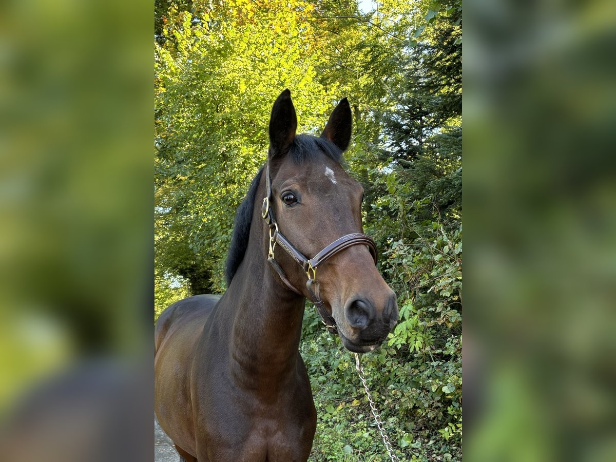 Deutsches Sportpferd Wallach 9 Jahre in Murg