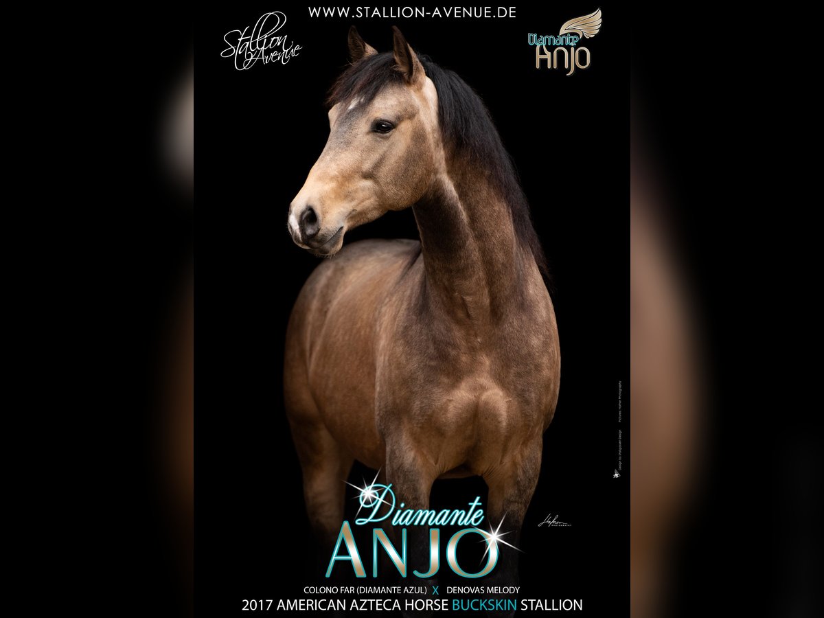 DIAMANTE ANJO Azteca Semental Buckskin/Bayo in Waldshut-Tiengen