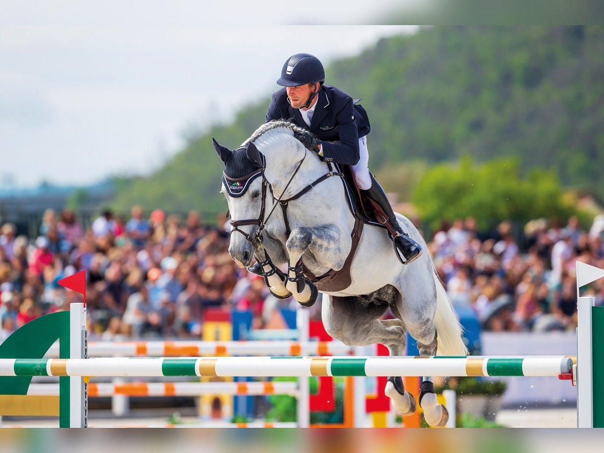 DIARON Caballo de salto Oldenburgo Semental in Steinfeld (Oldenburg)