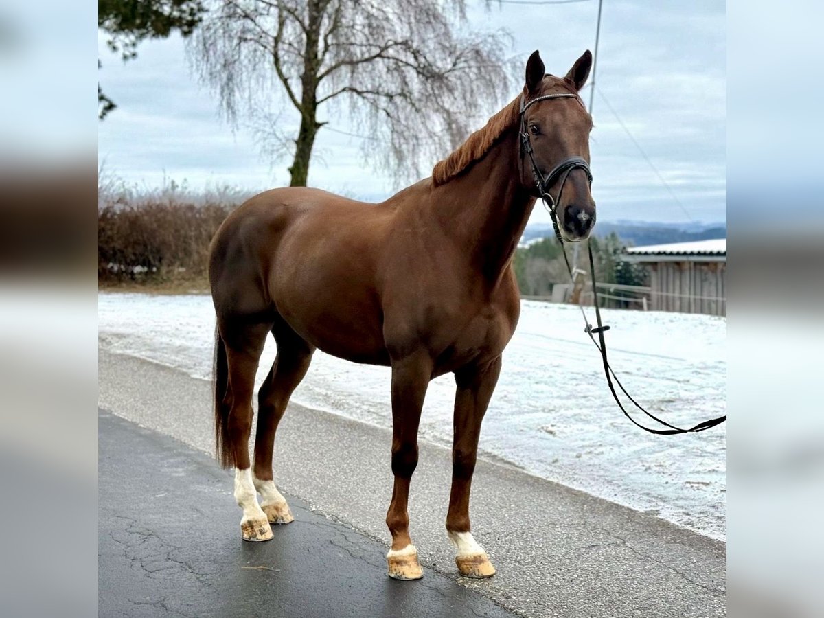 Don Castrone 10 Anni 165 cm Sauro in Pelmberg