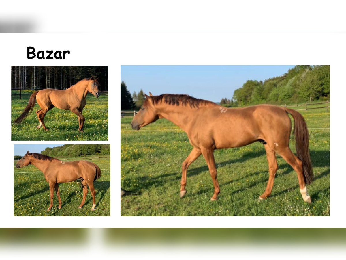Don Horse Stallion 15 years 15,2 hh Chestnut-Red in Kirchsahr