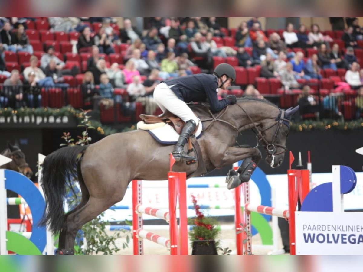 DON TARPANIA Z Zangersheide Hengst Zwartbruin in De Steeg