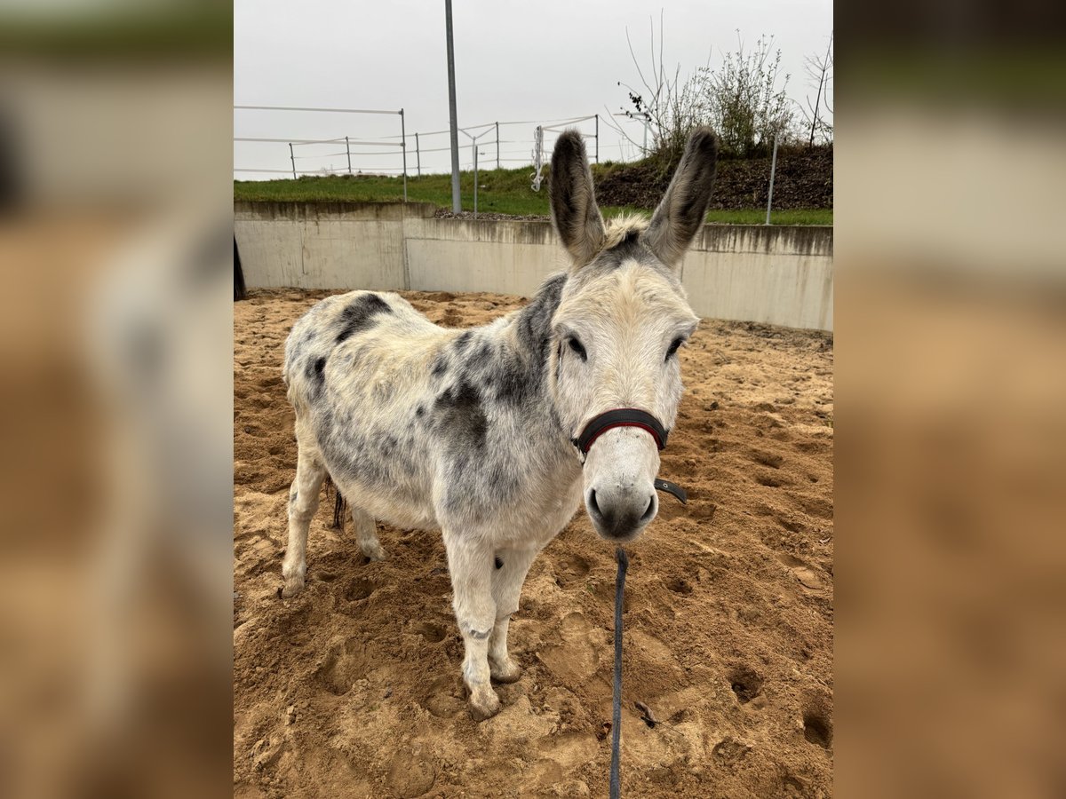 Donkey Gelding 10 years 11,1 hh in Martinsheim