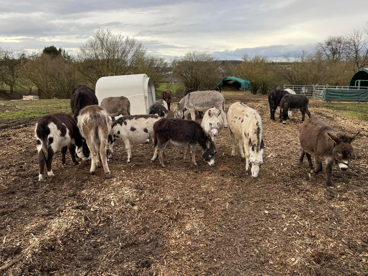 Donkey Gelding 11 years 10,1 hh Brown in Linkenbach