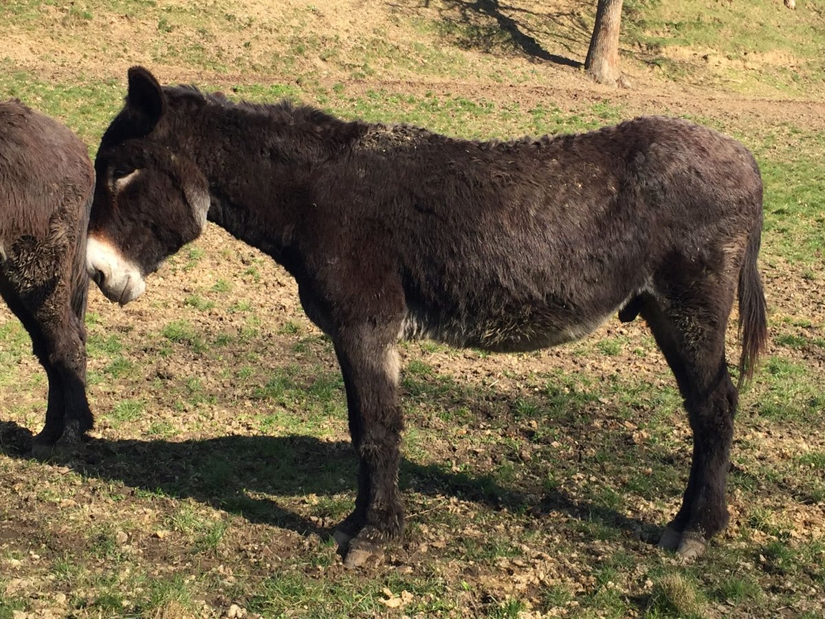 Donkey Gelding 11 years 14,1 hh Bay-Dark in Bornich Donkey Gelding 11 years 14,1 hh Bay-Dark in Bornich