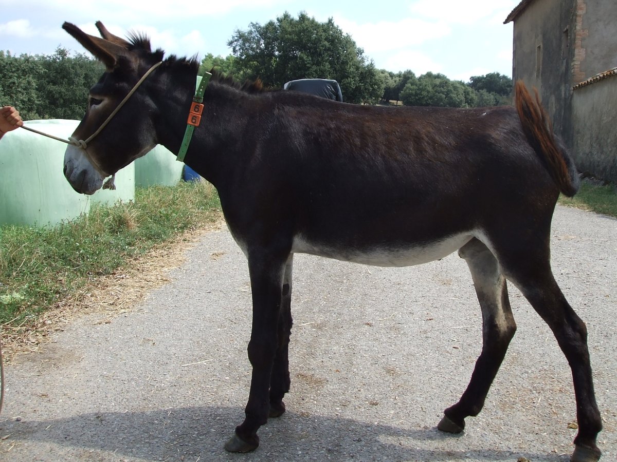 Donkey Mare 10 years 14,2 hh Black in BERGA, BARCELONA
