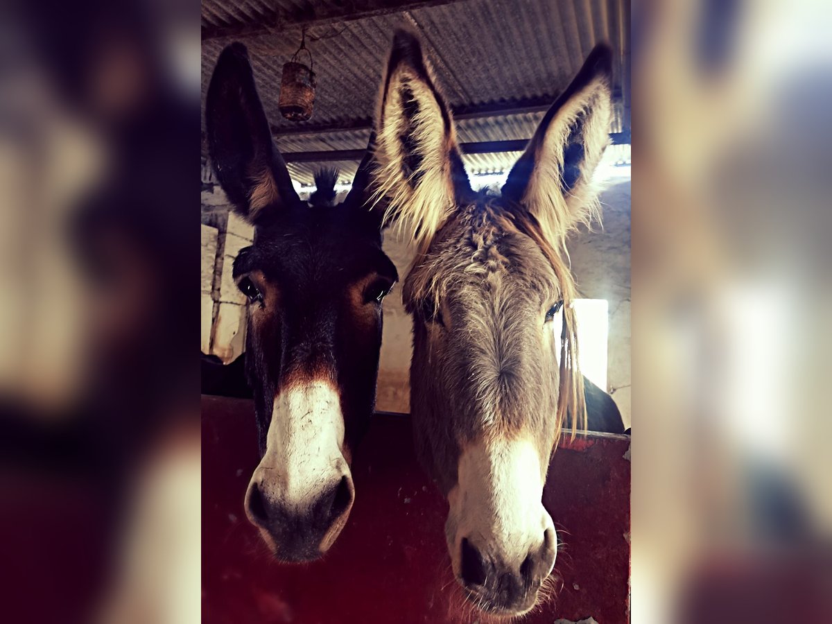 Donkey Mare 10 years in Chiclana de la Frontera