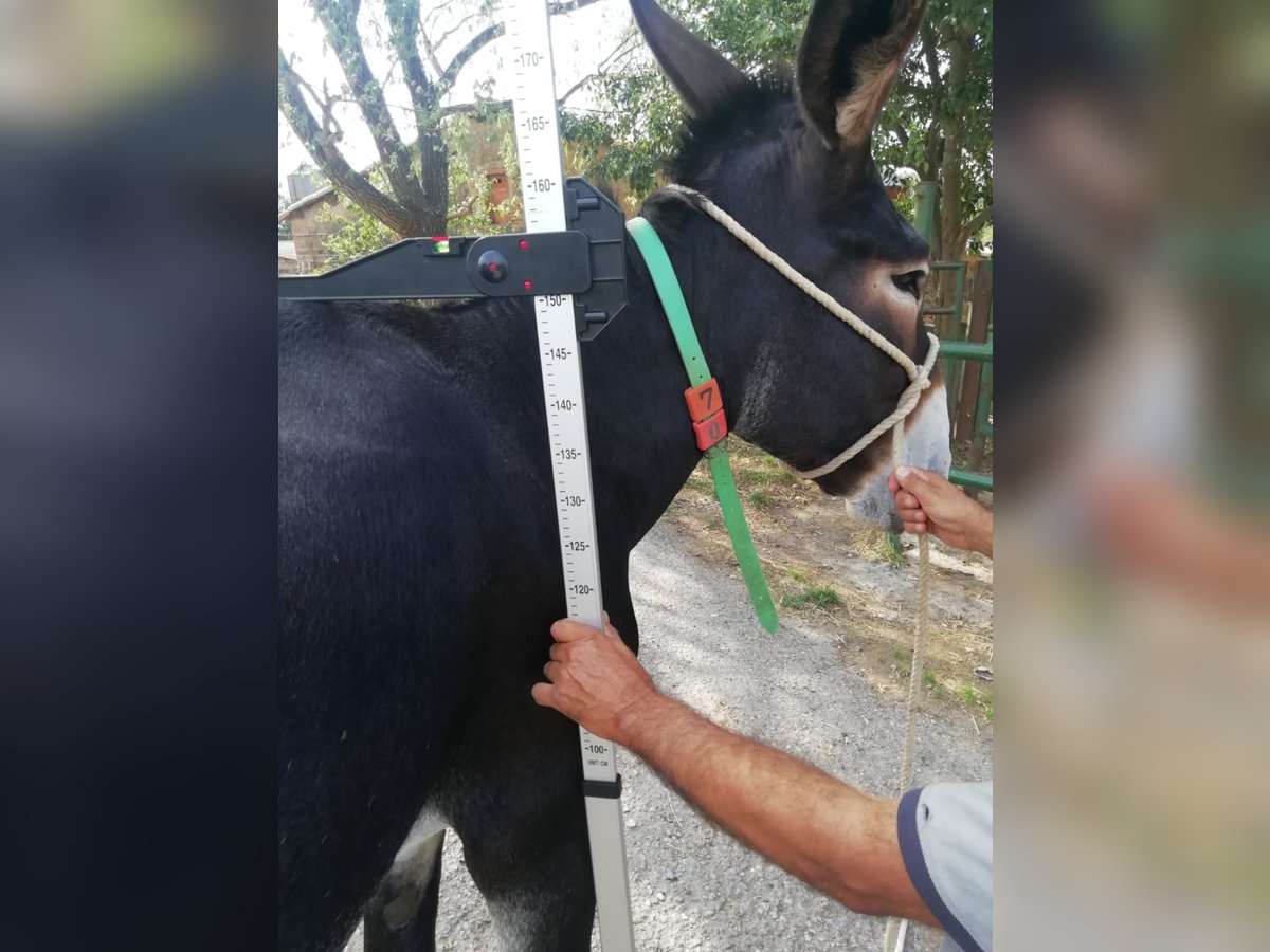 Donkey Mare 11 years 14,2 hh Black in BERGA, BARCELONA