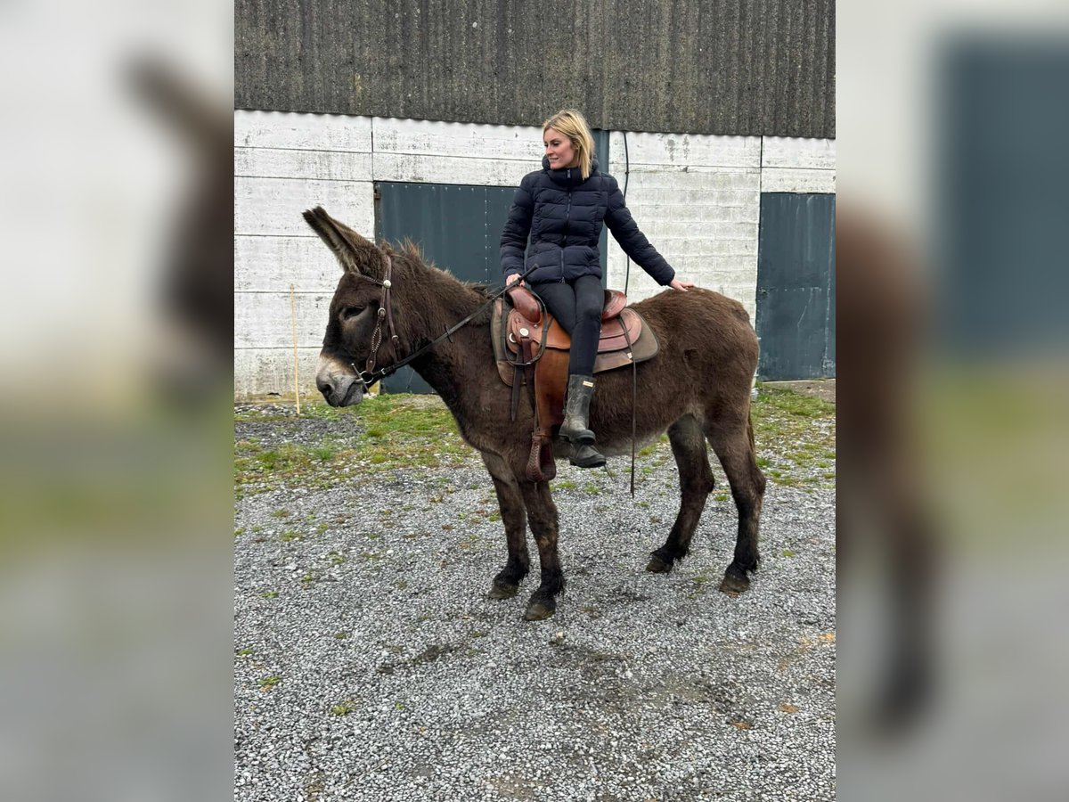 Donkey Mare 12 years 14,1 hh Brown in Linkenbach