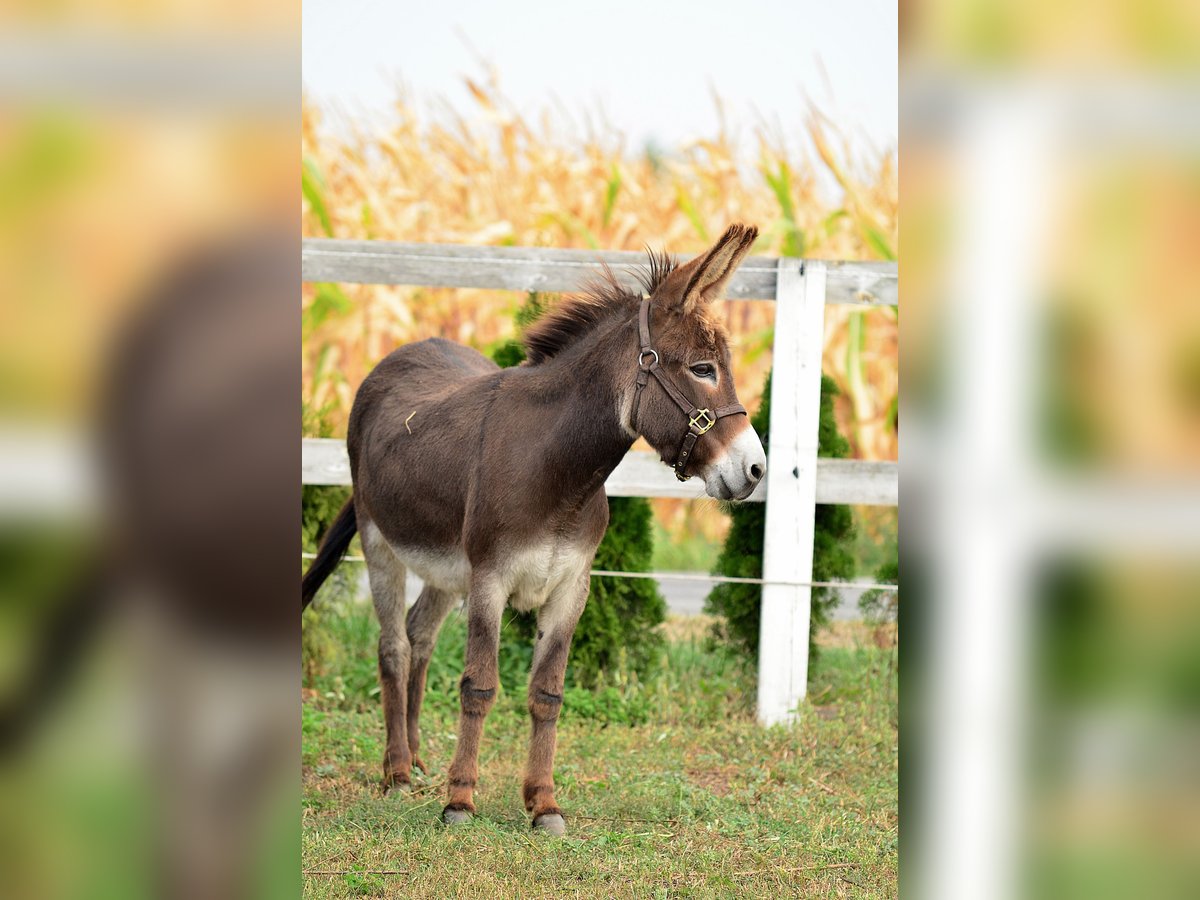 Donkey Mare 13 years 12,1 hh Brown in radziejów