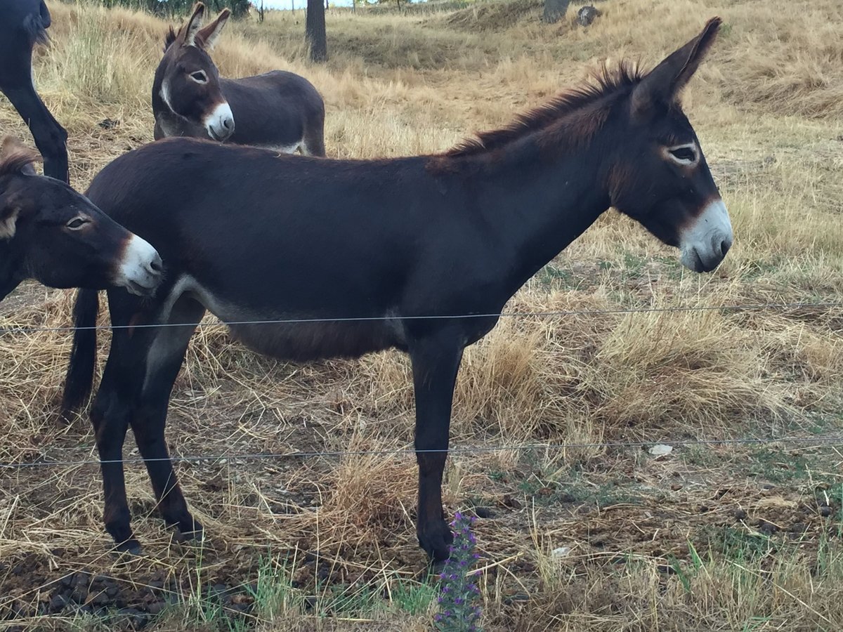 Donkey Mare 13 years 14,1 hh Bay-Dark in Bornich