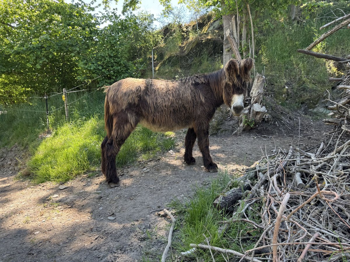 Donkey Mare 14 years 14,2 hh Bay-Dark in Bornich Donkey Mare 14 years 14,2 hh Bay-Dark in Bornich
