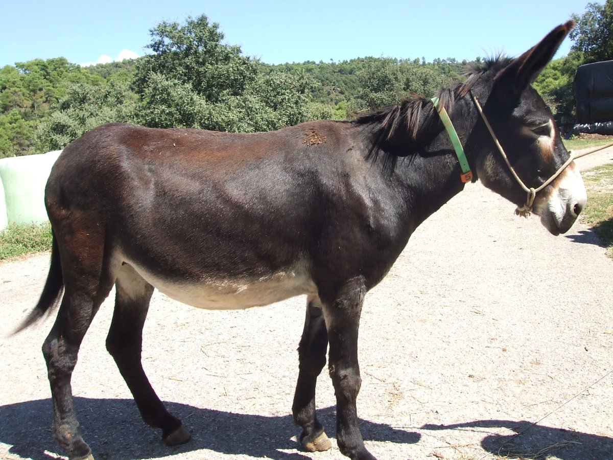 Donkey Mare 15 years 14,3 hh Black in BERGA, BARCELONA
