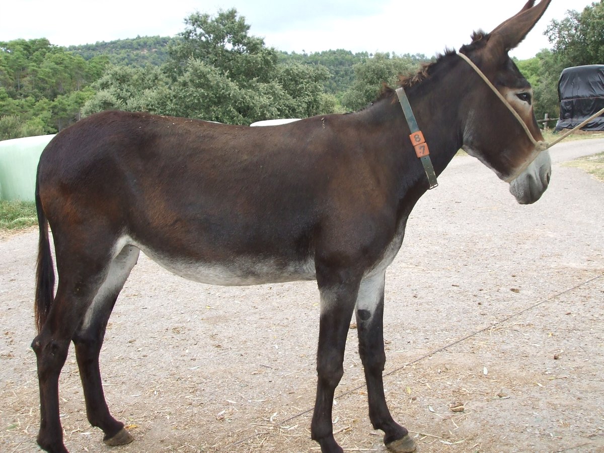 Donkey Mare 17 years 13,3 hh Black in BERGA, BARCELONA