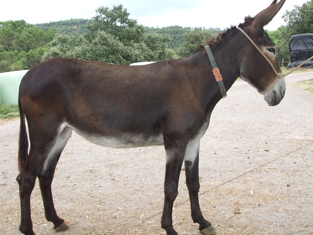 Donkey Mare 18 years 13,3 hh Black in BERGA, BARCELONA