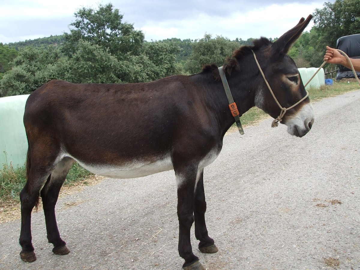 Donkey Mare 19 years 13,1 hh Black in BERGA, BARCELONA