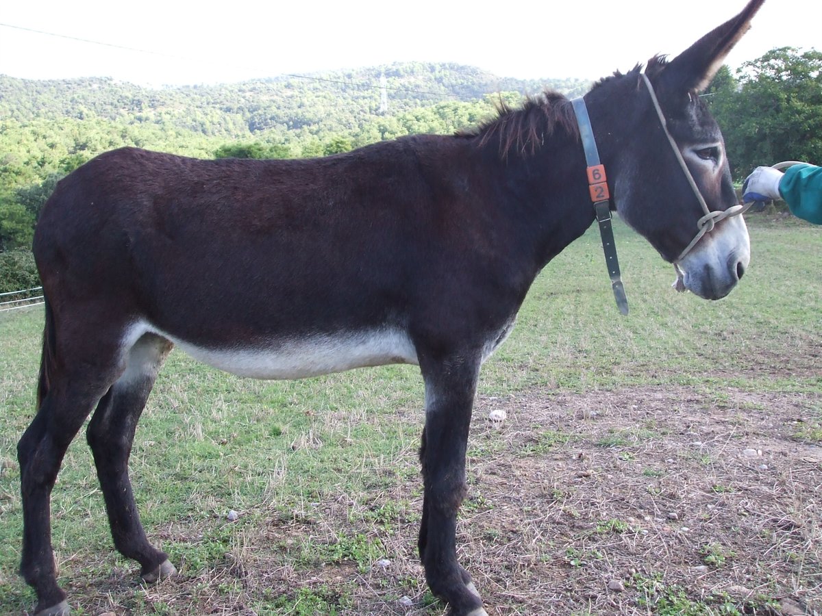 Donkey Mare 19 years 13,3 hh Black in BERGA, BARCELONA