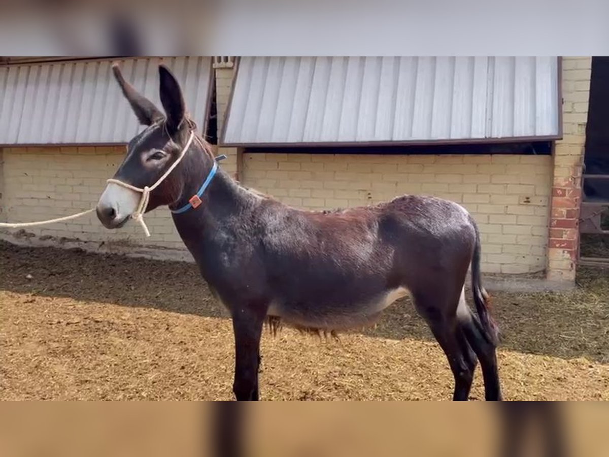 Donkey Mare 1 year 13,1 hh Black in BERGA, BARCELONA